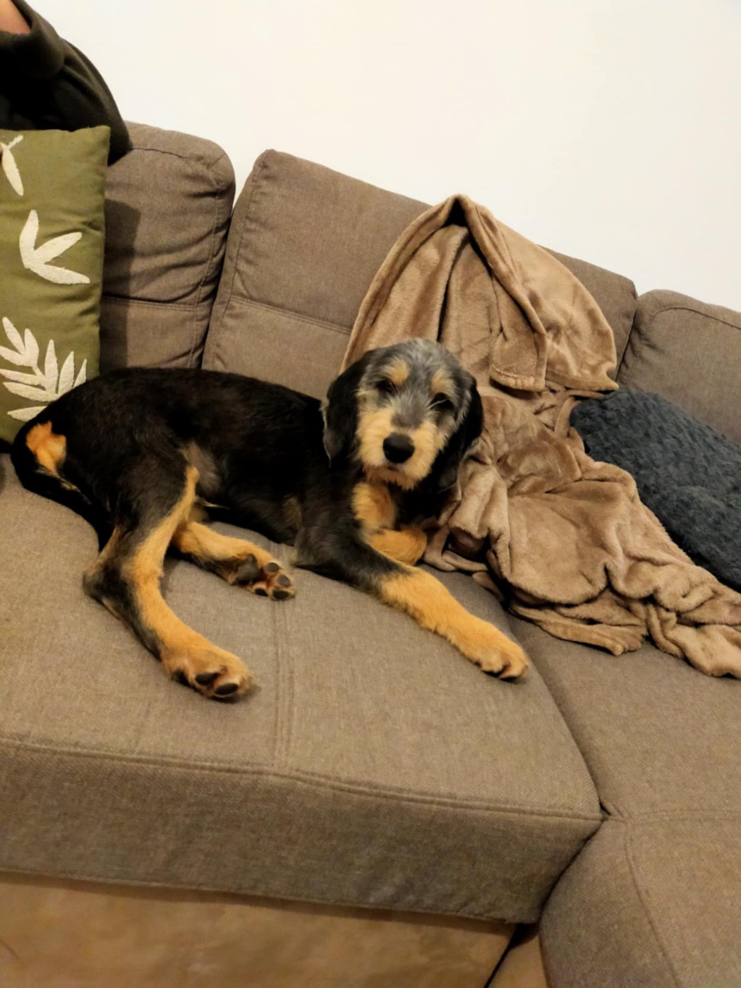 Le Griffon Nivernais