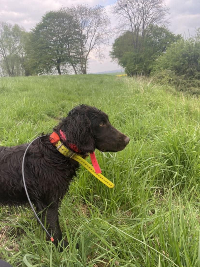 Vaillante du Val des Houchis