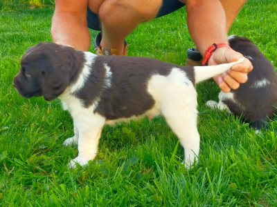 CHIOT 2