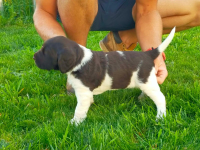 CHIOT 1
